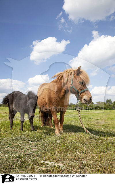 Shetland Ponys / WS-03921