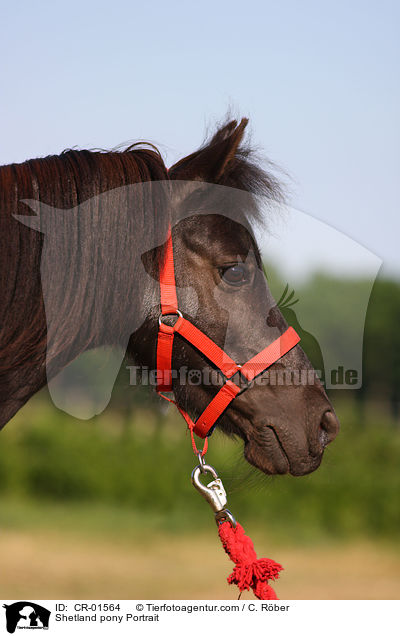 Shetland pony Portrait / CR-01564