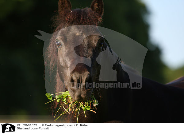 Shetland pony Portrait / CR-01572