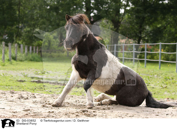 Shetland Pony / Shetland Pony / DG-03852