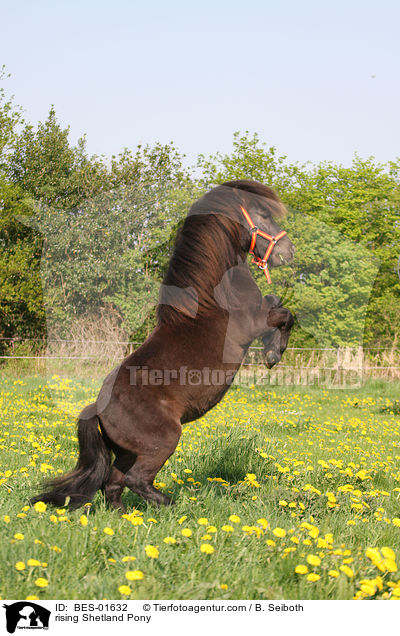 steigendes Shetland Pony / rising Shetland Pony / BES-01632