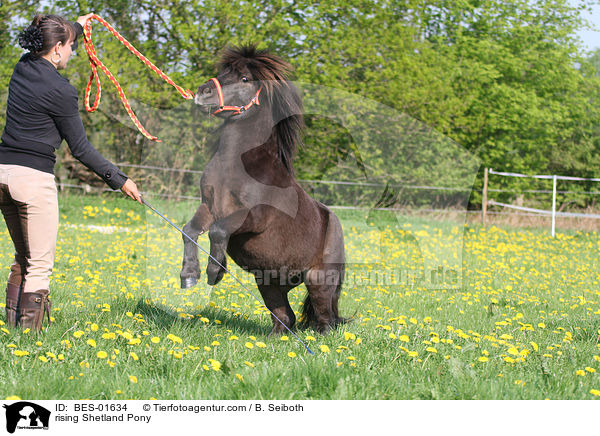 steigendes Shetland Pony / rising Shetland Pony / BES-01634