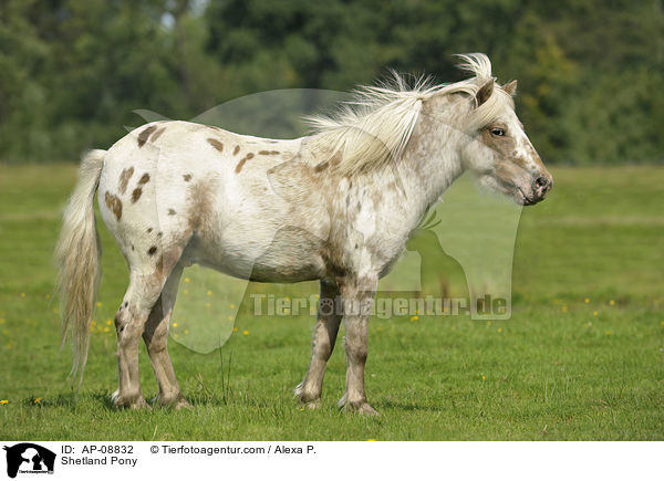 Shetland Pony / Shetland Pony / AP-08832
