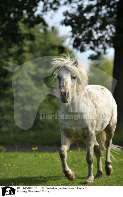 trabendes Shetland Pony / trotting Shetland Pony / AP-08833