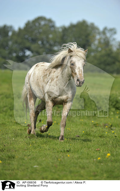 trabendes Shetland Pony / trotting Shetland Pony / AP-08836
