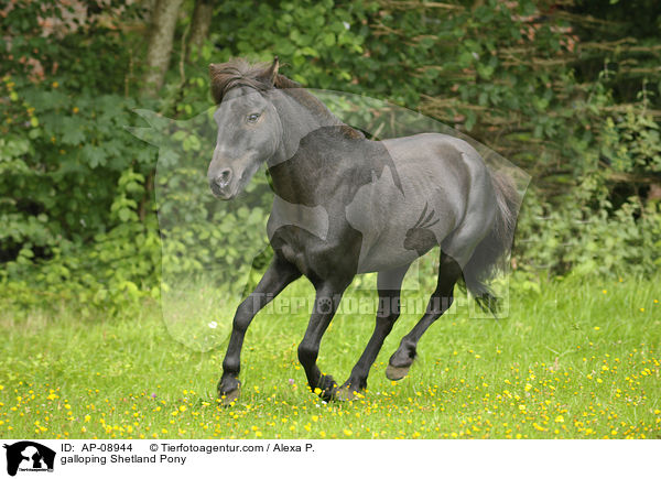 galoppierendes Shetland Pony / galloping Shetland Pony / AP-08944