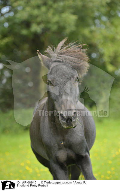 Shetland Pony Portrait / Shetland Pony Portrait / AP-08945