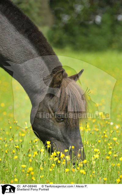 Shetland Pony Portrait / Shetland Pony Portrait / AP-08946