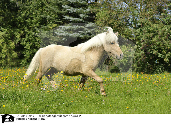 trabendes Shetland Pony / trotting Shetland Pony / AP-08947