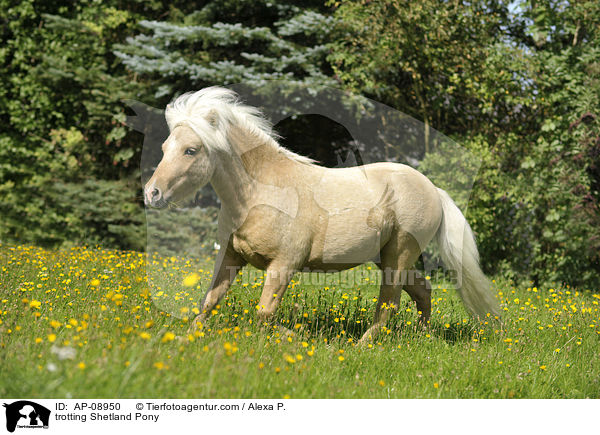 trabendes Shetland Pony / trotting Shetland Pony / AP-08950
