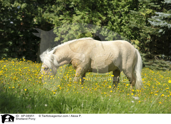 Shetland Pony / Shetland Pony / AP-08951