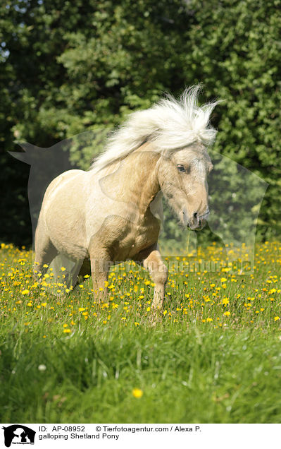 galoppierendes Shetland Pony / galloping Shetland Pony / AP-08952