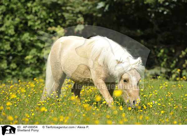 Shetland Pony / Shetland Pony / AP-08954