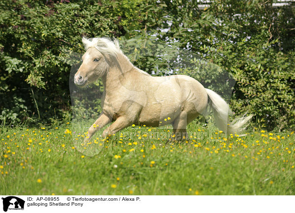 galoppierendes Shetland Pony / galloping Shetland Pony / AP-08955
