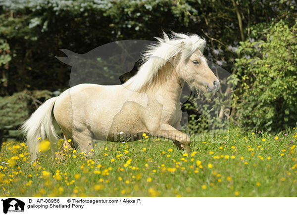 galoppierendes Shetland Pony / galloping Shetland Pony / AP-08956