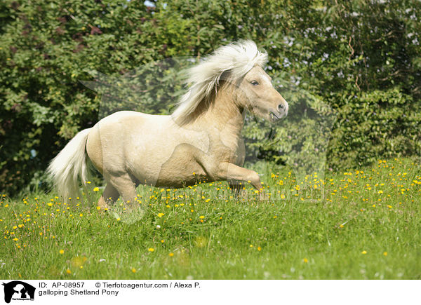 galoppierendes Shetland Pony / galloping Shetland Pony / AP-08957
