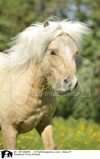 Shetland Pony Portrait / Shetland Pony Portrait / AP-08958