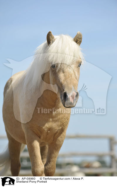 Shetland Pony Portrait / Shetland Pony Portrait / AP-08960