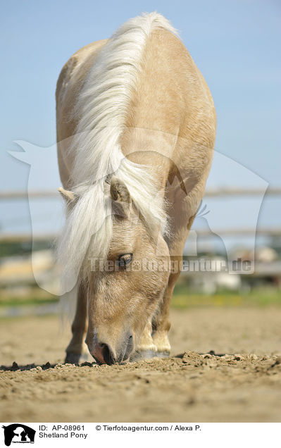 Shetland Pony / Shetland Pony / AP-08961