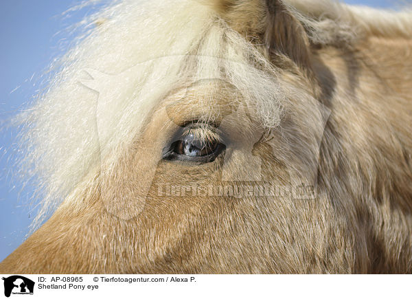 Shetland Pony Auge / Shetland Pony eye / AP-08965