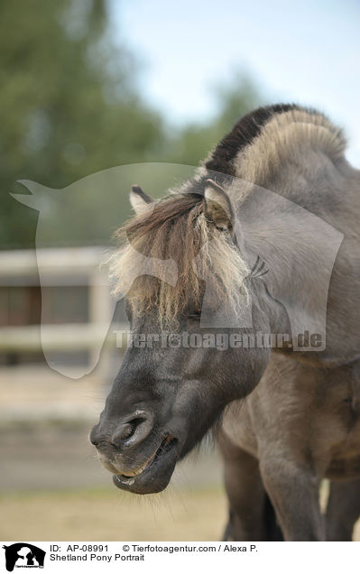 Shetland Pony Portrait / Shetland Pony Portrait / AP-08991