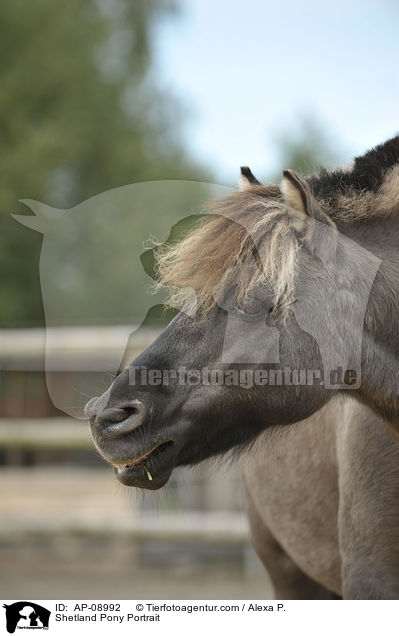 Shetland Pony Portrait / Shetland Pony Portrait / AP-08992