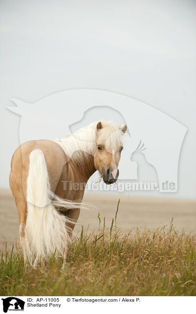 Shetland Pony / AP-11005