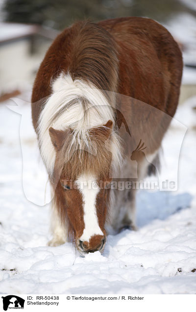 Shetlandpony / Shetlandpony / RR-50438