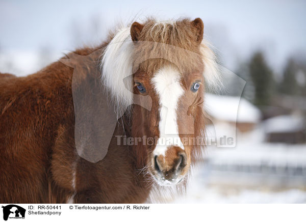 Shetlandpony / Shetlandpony / RR-50441