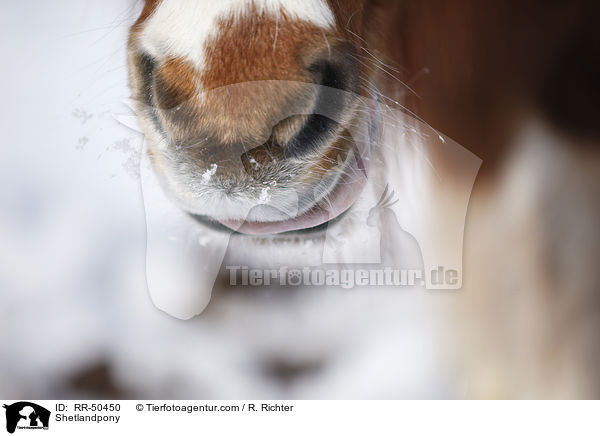 Shetlandpony / RR-50450