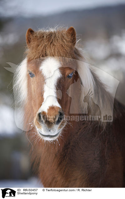 Shetlandpony / RR-50457