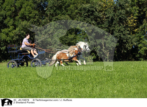 Shetland Pony Gespann / 2 Shetland Ponies / JH-19878