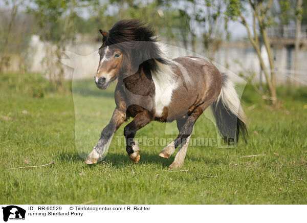 rennendes Shetland Pony / running Shetland Pony / RR-60529
