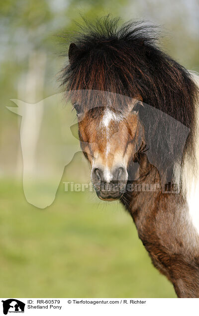Shetland Pony / Shetland Pony / RR-60579