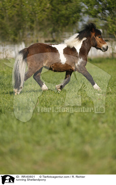 rennendes Shetlandpony / running Shetlandpony / RR-60601