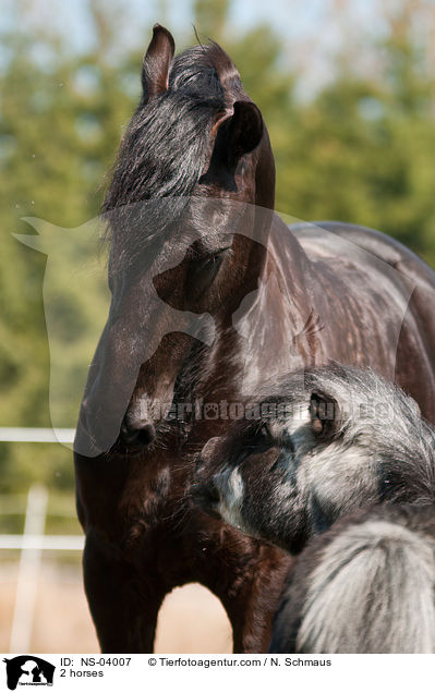 2 Pferde / 2 horses / NS-04007