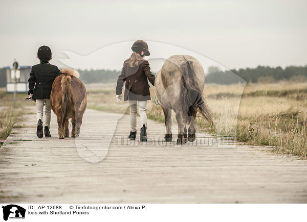 Kinder mit Shetland Ponies / kids with Shetland Ponies / AP-12688