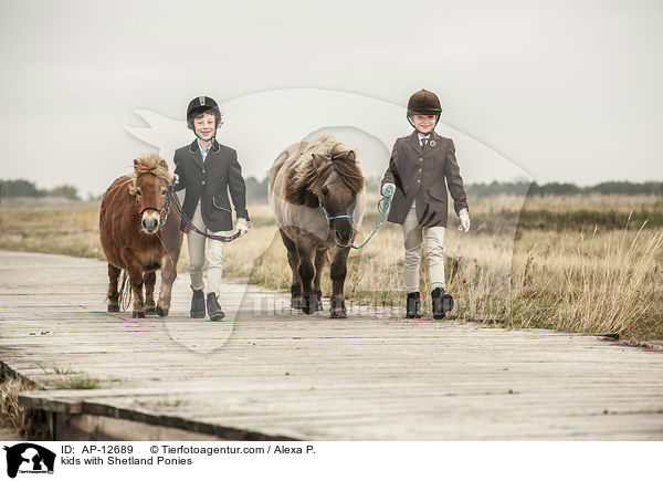 Kinder mit Shetland Ponies / kids with Shetland Ponies / AP-12689