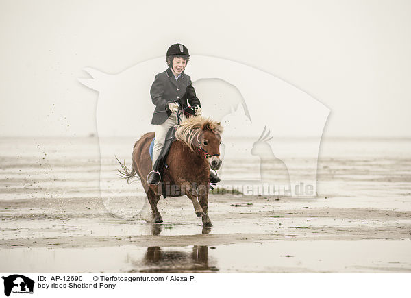 Junge reitet Shetland Pony / boy rides Shetland Pony / AP-12690