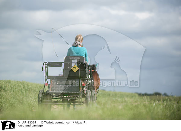 Shetlandpony Gespann / horse and carriage / AP-13367