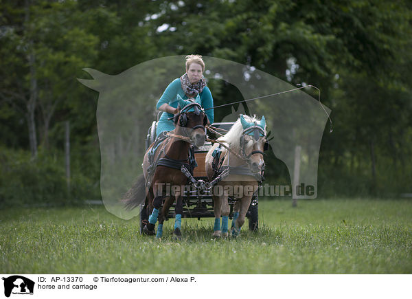 Shetlandpony Gespann / horse and carriage / AP-13370
