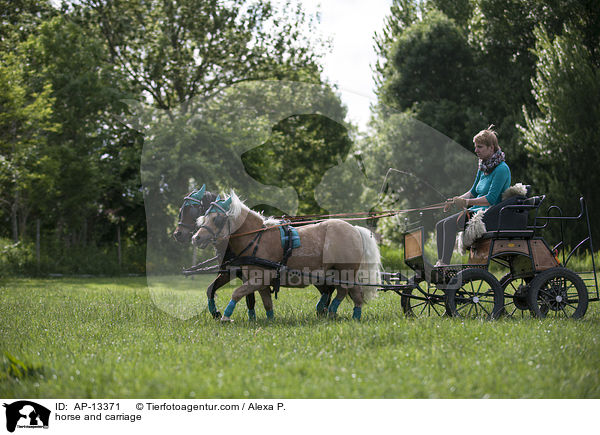 Shetlandpony Gespann / horse and carriage / AP-13371