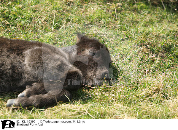 Shetland Pony Fohlen / Shetland Pony foal / KL-15395