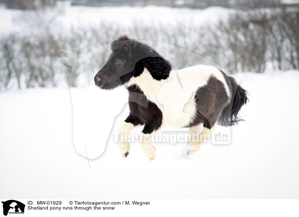 Shetland pony runs through the snow / MW-01929