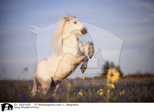 rising Shetland Pony / LB-01425