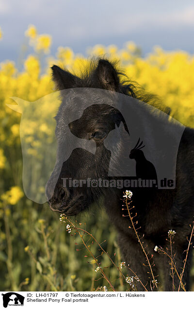 Shetland Pony Fohlen Portrait / Shetland Pony Foal portrait / LH-01797