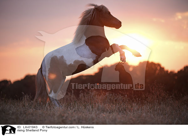 steigendes Shetland Pony / rising Shetland Pony / LH-01943