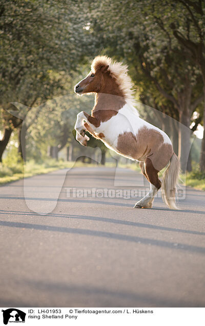 steigendes Shetland Pony / rising Shetland Pony / LH-01953