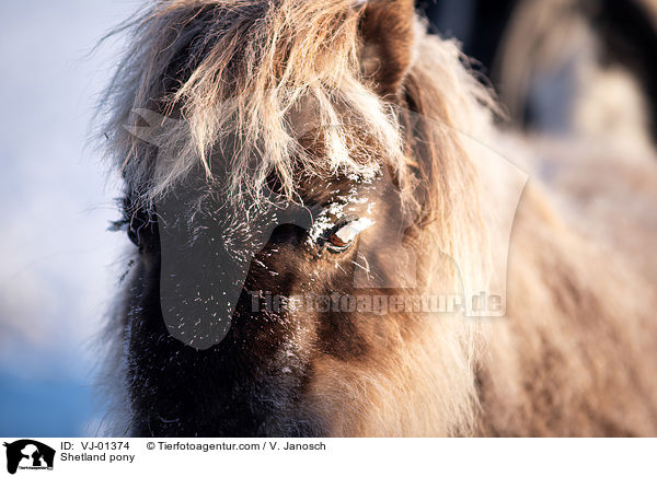 Shetland pony / VJ-01374