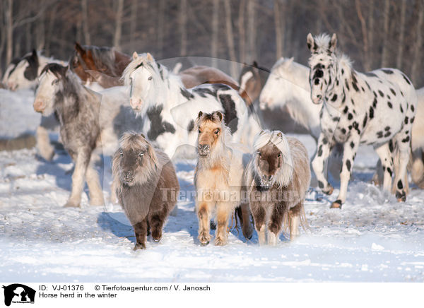 Horse herd in the winter / VJ-01376